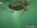 scuba diving photo