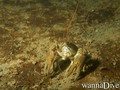 scuba diving photo