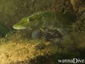 scuba diving photo