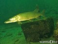 scuba diving photo