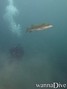 scuba diving photo