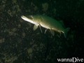 scuba diving photo