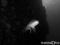 scuba diving photo