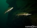 scuba diving photo