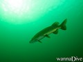 scuba diving photo