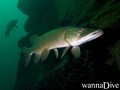 scuba diving photo