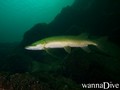 scuba diving photo