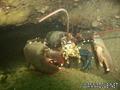 scuba diving photo
