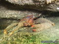 scuba diving photo