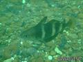 scuba diving photo