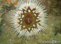 scuba diving photo