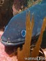 scuba diving photo