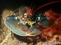 scuba diving photo