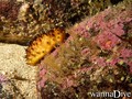 scuba diving photo