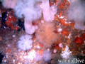scuba diving photo