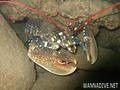 scuba diving photo
