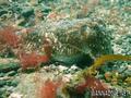 scuba diving photo