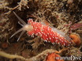 scuba diving photo