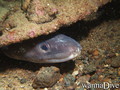 scuba diving photo