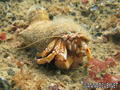 scuba diving photo