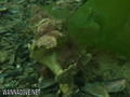 scuba diving photo