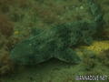 scuba diving photo