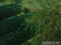 scuba diving photo