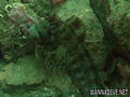 scuba diving photo