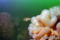 scuba diving photo