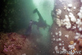 scuba diving photo