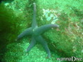 scuba diving photo