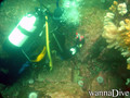 scuba diving photo