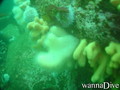 scuba diving photo