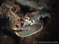 scuba diving photo