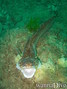 scuba diving photo