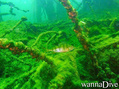 scuba diving photo