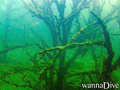 scuba diving photo