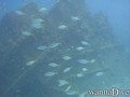 scuba diving photo