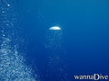 scuba diving photo