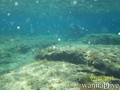 scuba diving photo