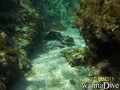 scuba diving photo