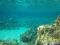scuba diving photo