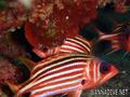 scuba diving photo