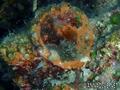 scuba diving photo