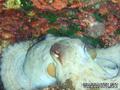 scuba diving photo