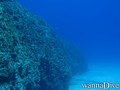 scuba diving photo