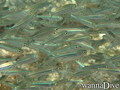 scuba diving photo