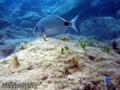 scuba diving photo