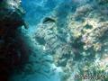 scuba diving photo