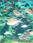 scuba diving photo